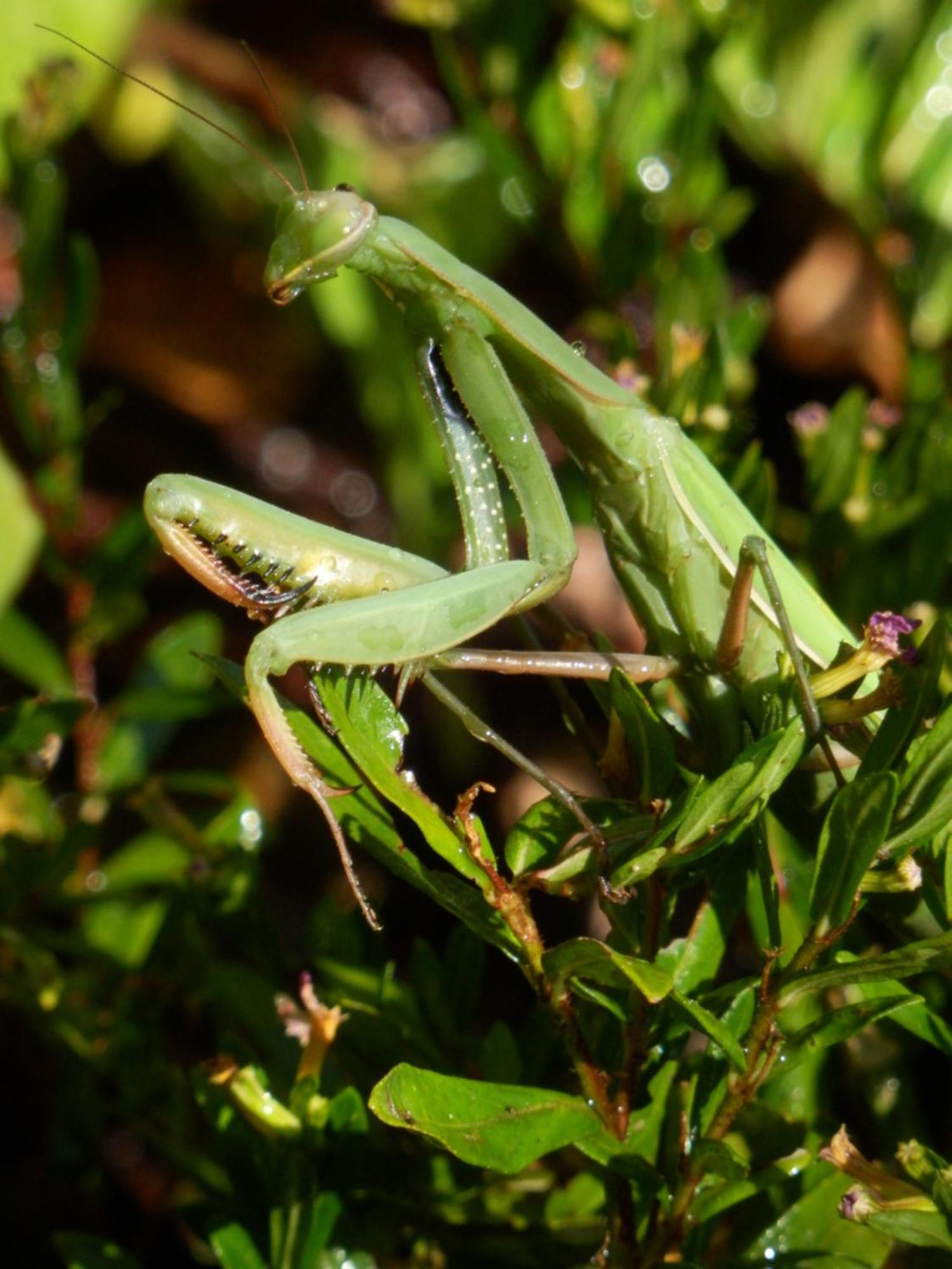 O Homem Verde Penela Exterior foto